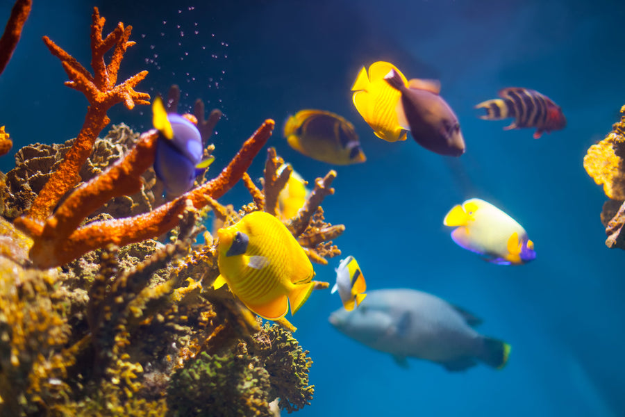 CORAL - Garden of the Sea